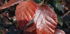 Rode beuk (fagus sylvatica atropunicea)